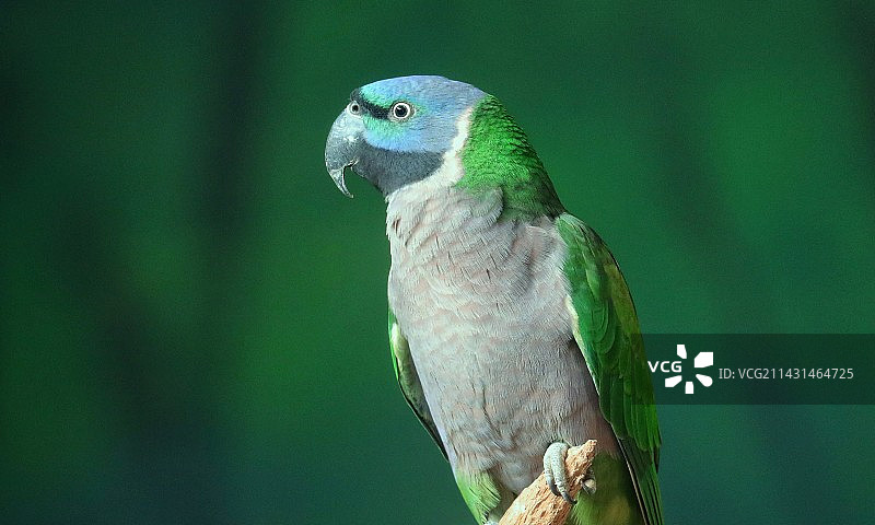 鹦鹉图片素材