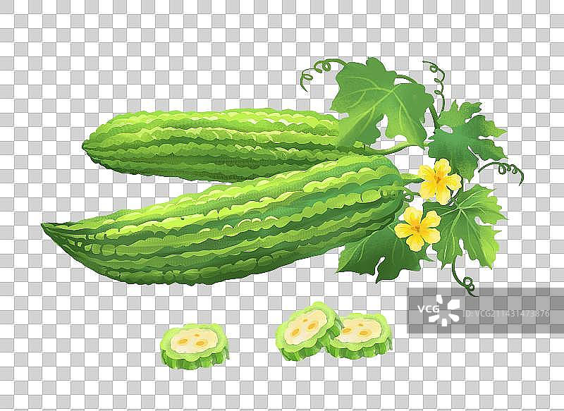 新鲜采摘的苦瓜图片素材