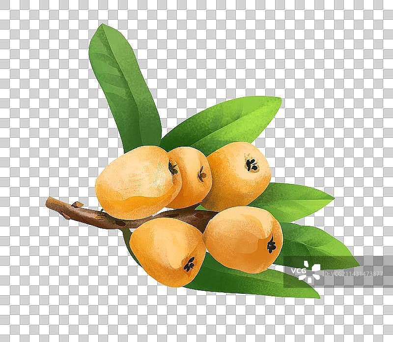 枇杷插画元素图片素材