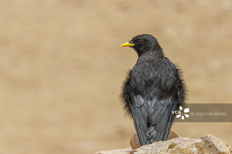 黄嘴山鸦图片素材