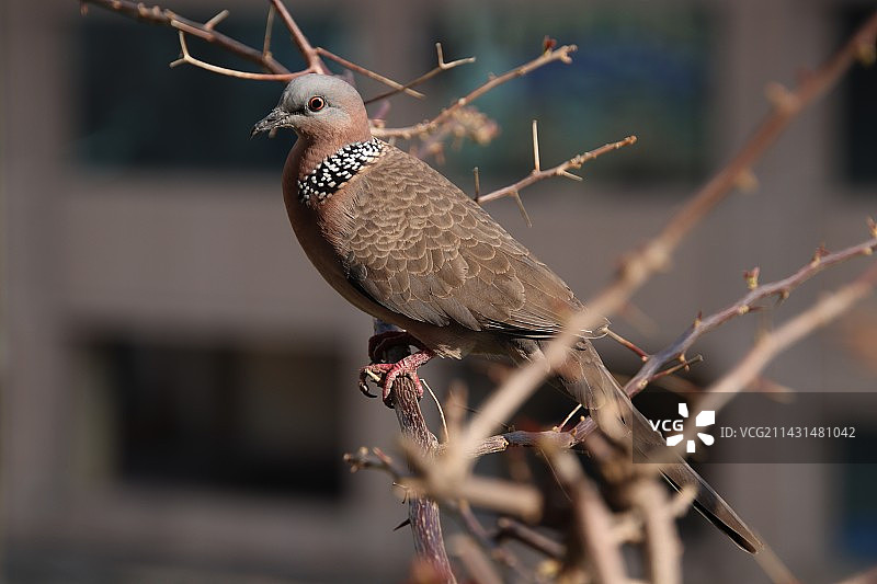 珠颈斑鸠图片素材