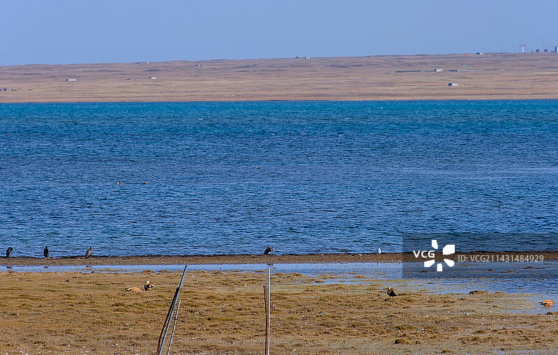 青海黑马河乡青海湖畔草原水鸟图片素材