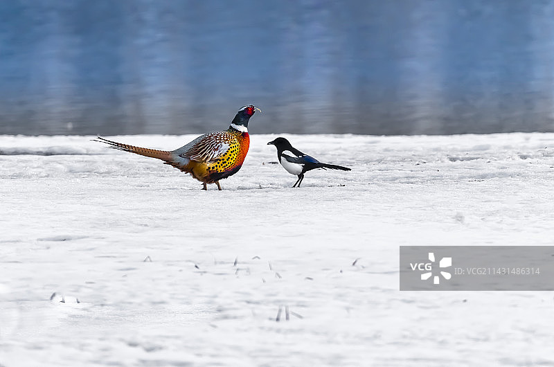 彩雉于飞图片素材