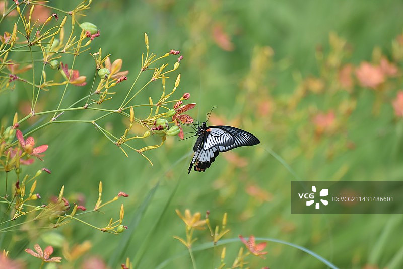 蝶恋花系列图片素材
