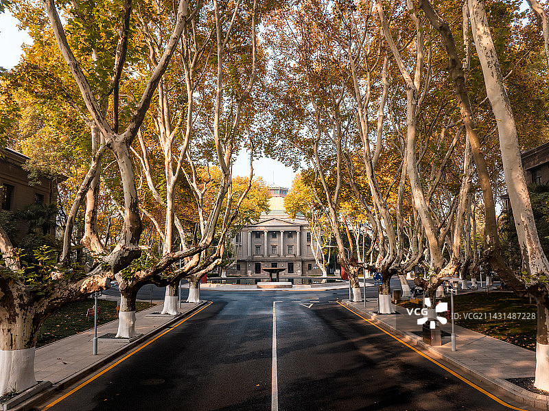 秋天东南大学的梧桐大道一片金黄图片素材