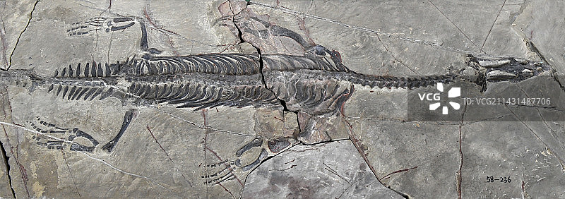 山东临沂平邑县天宇自然博物馆馆藏展品——幻龙化石图片素材