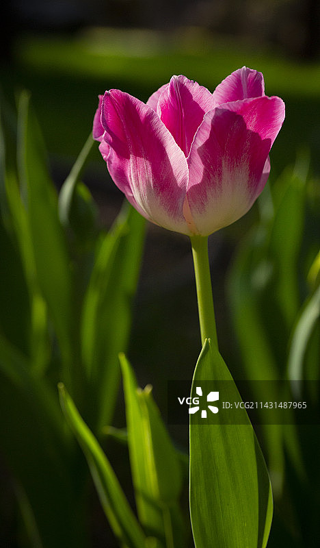 郁金香-狐步舞图片素材