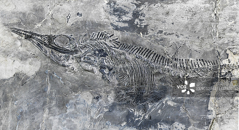 山东临沂平邑县天宇自然博物馆馆藏展品——鱼龙化石图片素材