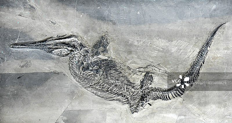 山东临沂平邑县天宇自然博物馆馆藏展品——鱼龙化石图片素材