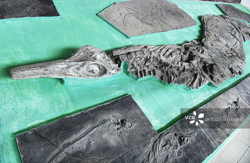 山东临沂平邑县天宇自然博物馆馆藏展品——鱼龙化石图片素材
