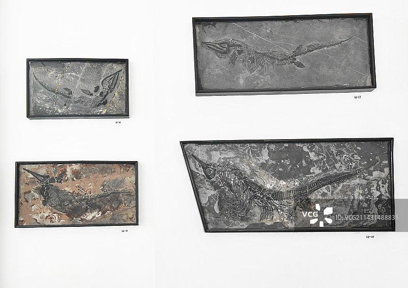 山东临沂平邑县天宇自然博物馆馆藏展品——鱼龙化石图片素材