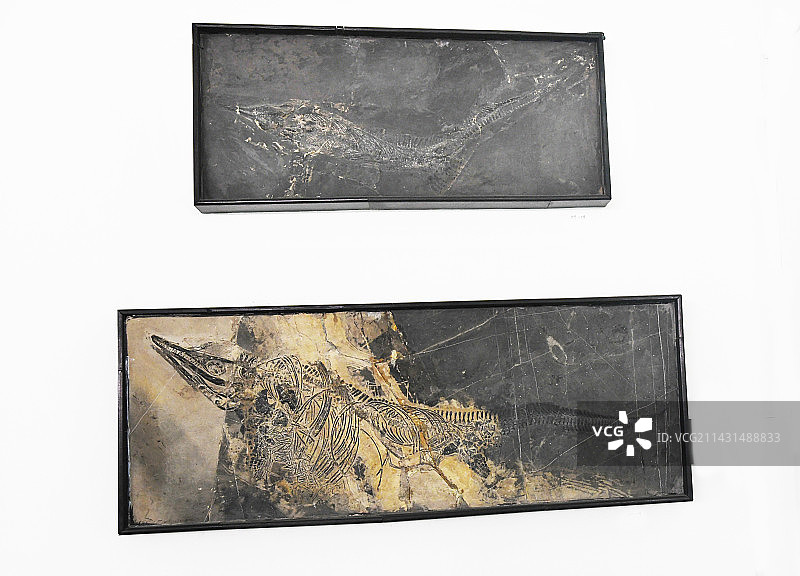 山东临沂平邑县天宇自然博物馆馆藏展品——鱼龙化石图片素材