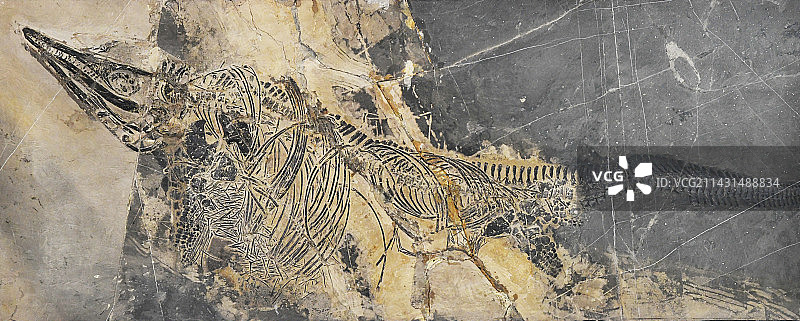 山东临沂平邑县天宇自然博物馆馆藏展品——鱼龙化石图片素材