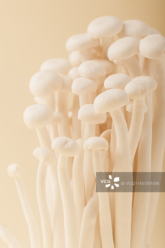 白玉菇图片素材