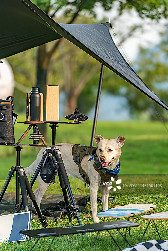 露营户外聚会图片素材