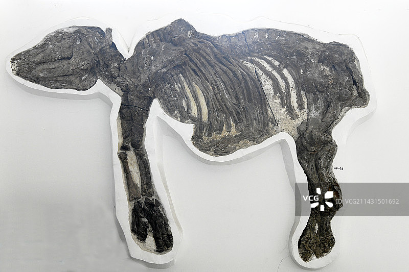 山东临沂平邑县天宇自然博物馆馆藏展品——细近无角犀化石图片素材