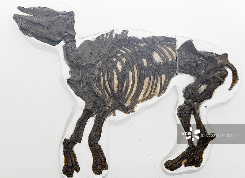 山东临沂平邑县天宇自然博物馆馆藏展品——细近无角犀化石图片素材