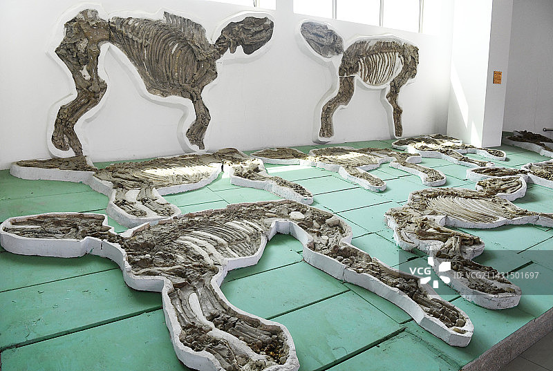 山东临沂平邑县天宇自然博物馆馆藏展品——细近无角犀化石图片素材