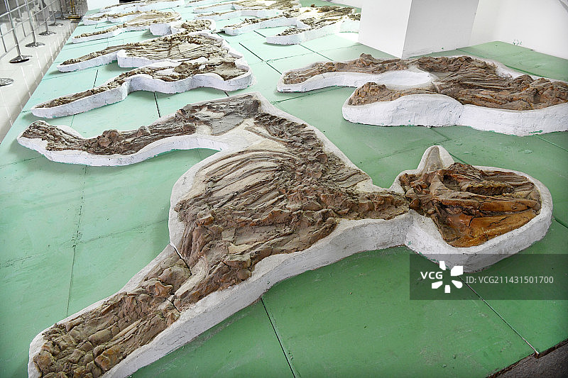 山东临沂平邑县天宇自然博物馆馆藏展品——细近无角犀化石图片素材