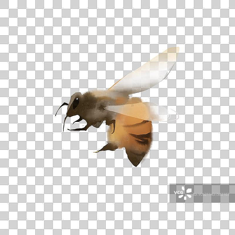 动物元素蜜蜂图片素材