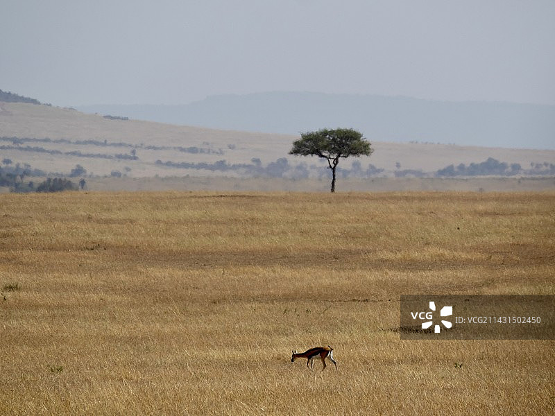 塞伦盖蒂稀树草原图片素材
