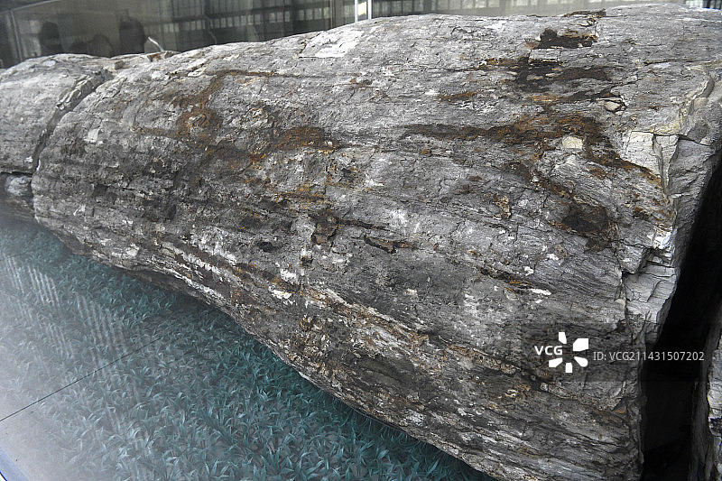 山东临沂平邑县天宇自然博物馆馆藏的巨型树木化石  世界上馆藏最长的硅化木图片素材