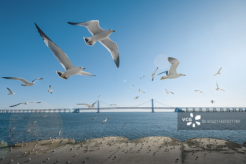 辽宁大连星海广场海鸥星海湾大桥图片素材