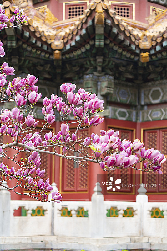 故宫御花园玉兰图片素材