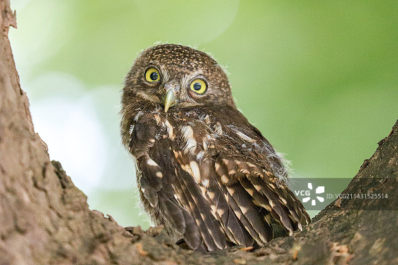 斑头鸺鹠图片素材