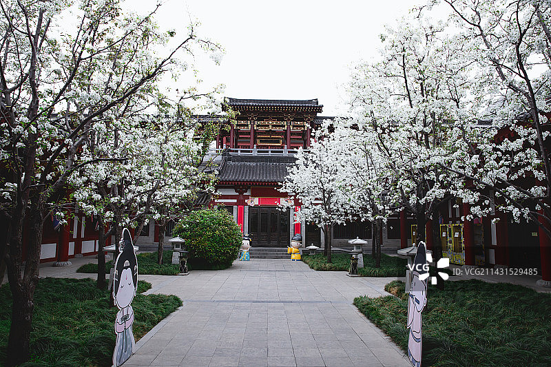 华清池的春天图片素材