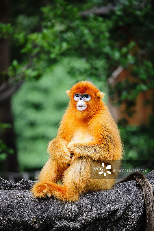 金丝猴图片素材