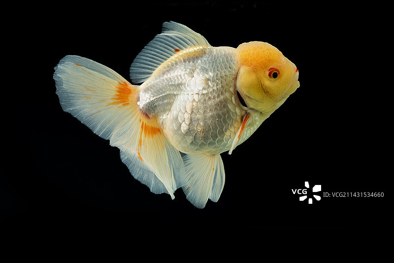 福州金鱼图片素材