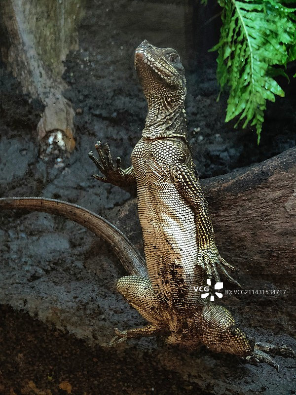 斑帆蜥蜴图片素材