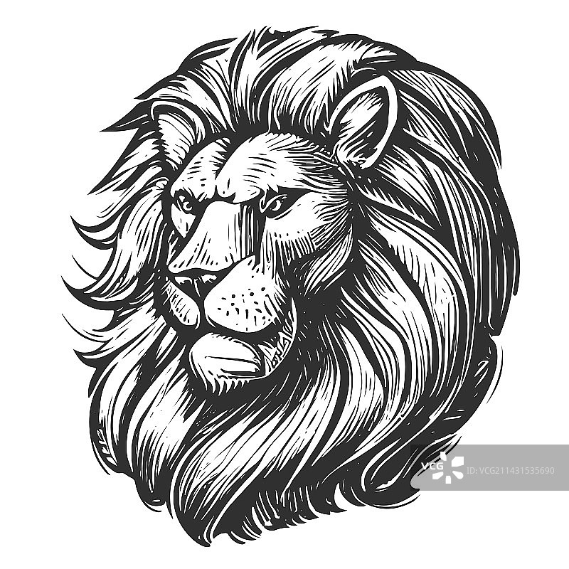手绘鬃毛狮子头素描图片素材