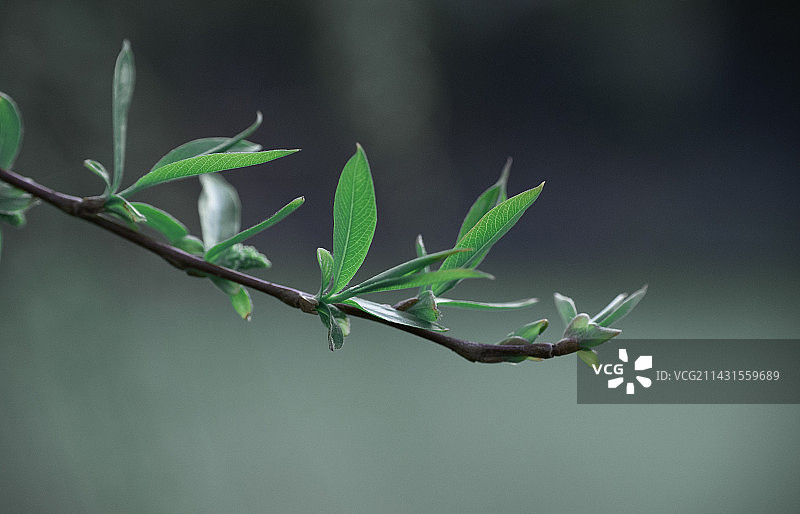 植物在野外生长的特写镜头图片素材