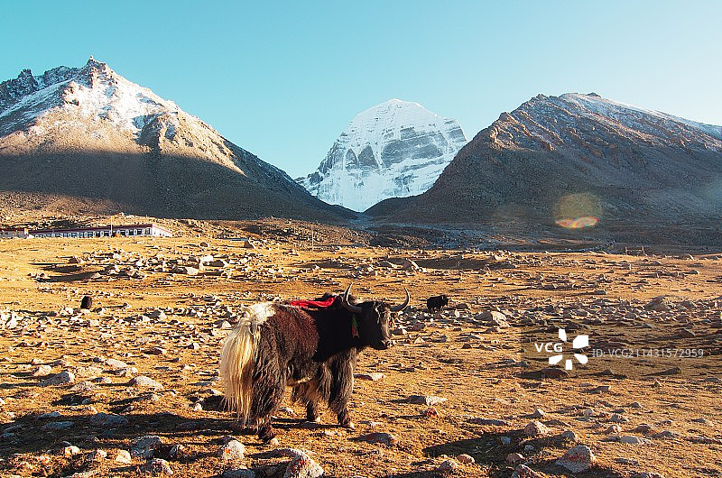 雪山下的牧场图片素材