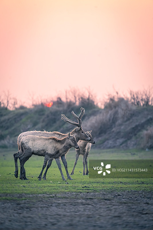 麋鹿图片素材