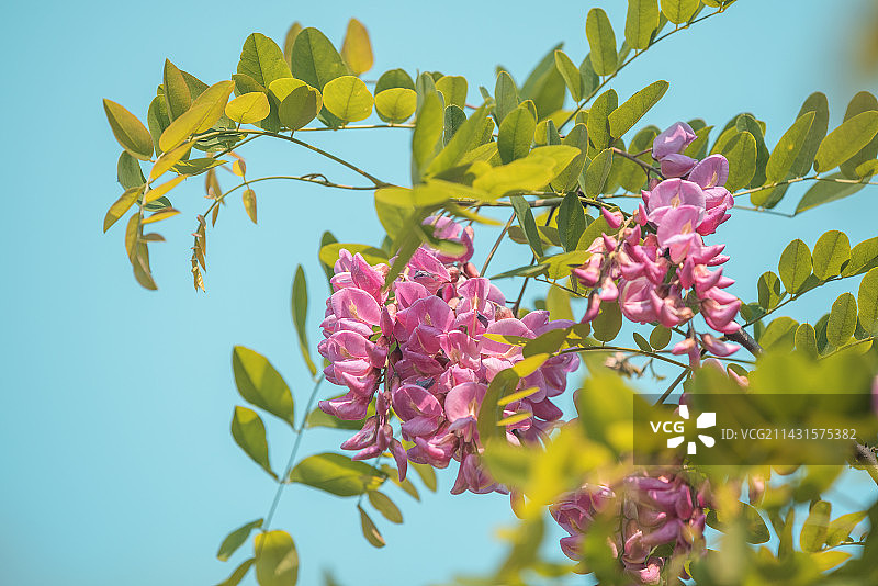 槐花香图片素材