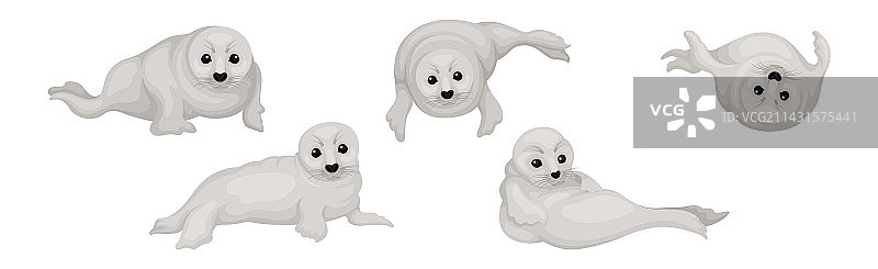 具有触须的鳍足类物种白色海狗图片素材