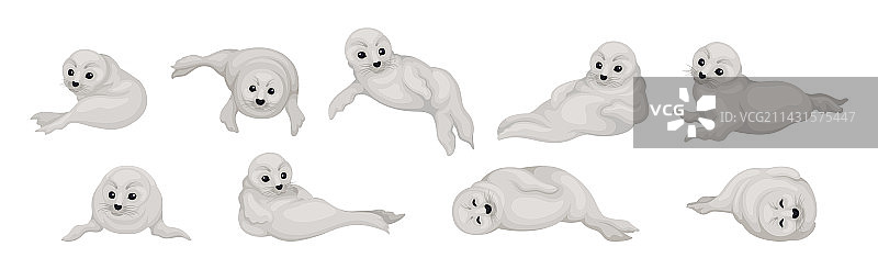 具有触须的鳍足类物种白色海狗图片素材