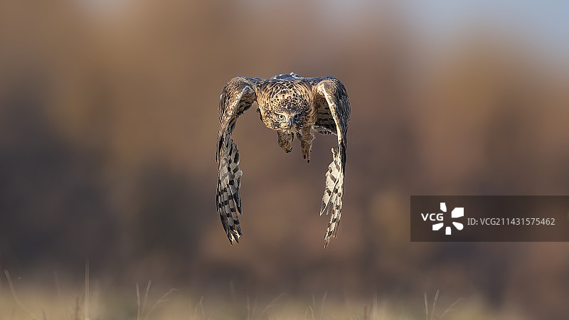 鹰雕的飞行姿态图片素材