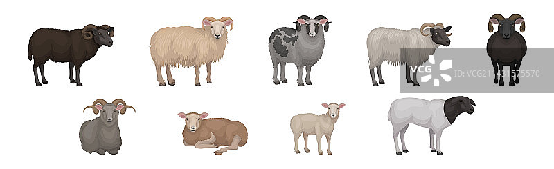 绵羊作为家畜图片素材
