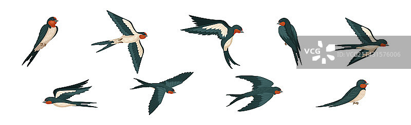 雀形目长尾燕子图片素材