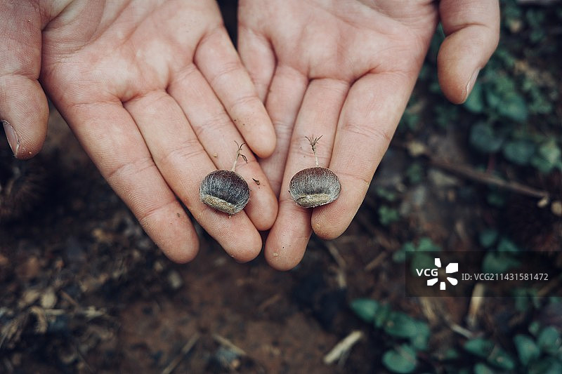 《山间栗色》图片素材