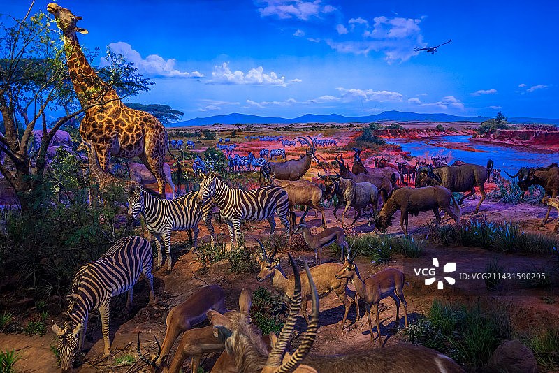 重庆自然博物馆野生动物标本非洲大迁徙图片素材