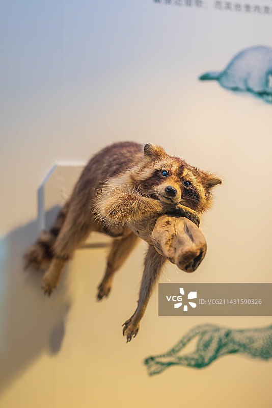 重庆自然博物馆野生动物标本浣熊图片素材
