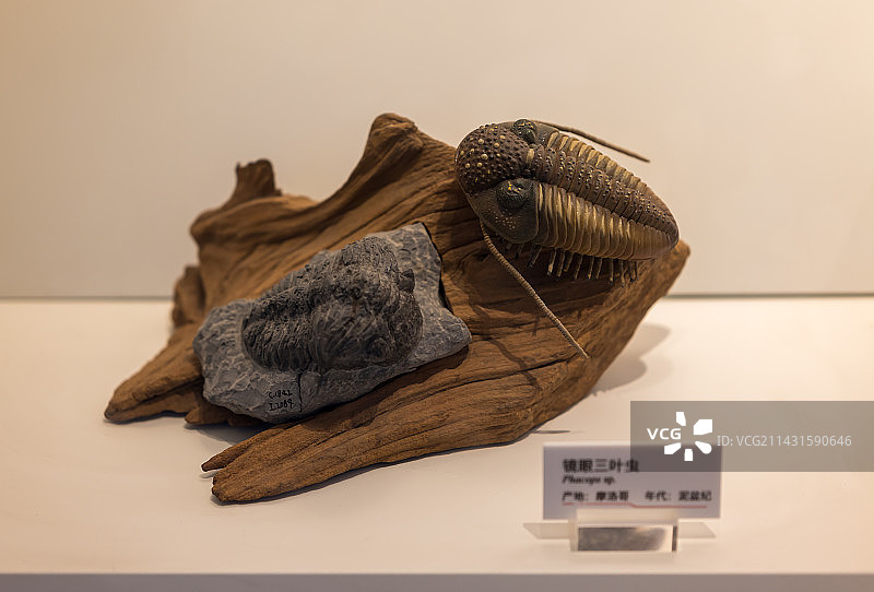 重庆自然博物馆展出化石图片素材