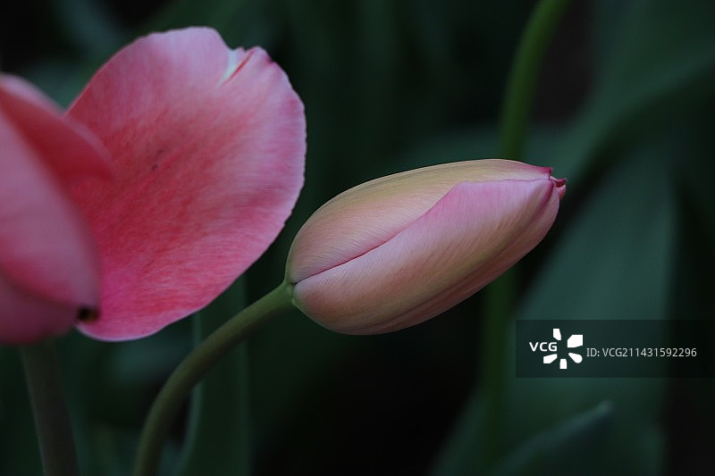 郁金香图片素材