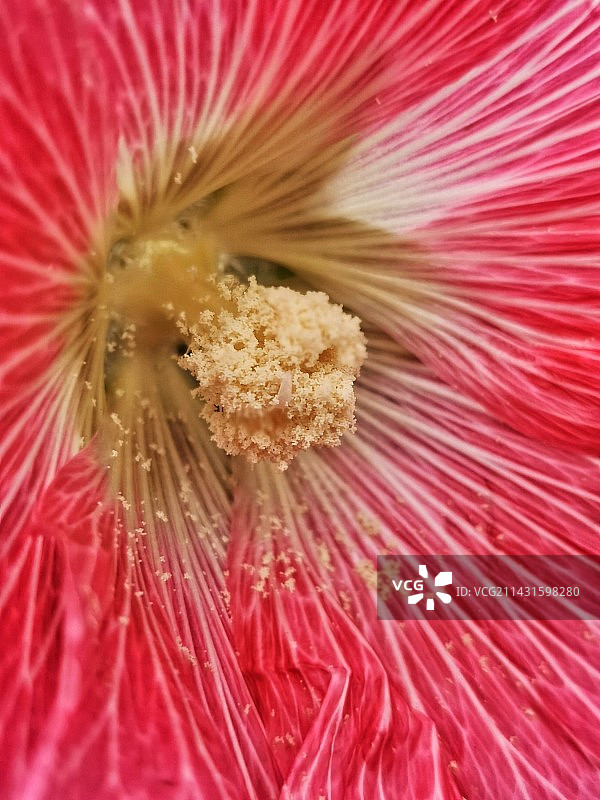 绽放（蜀葵）图片素材