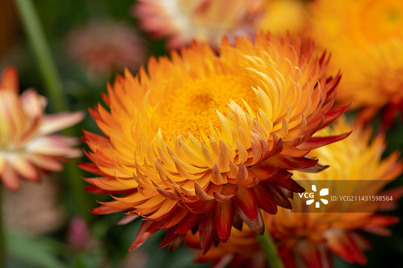 麦秆菊，蜡菊特写，菊花特写图片素材